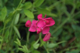 Lathyrus tuberosus Aardaker bestellen